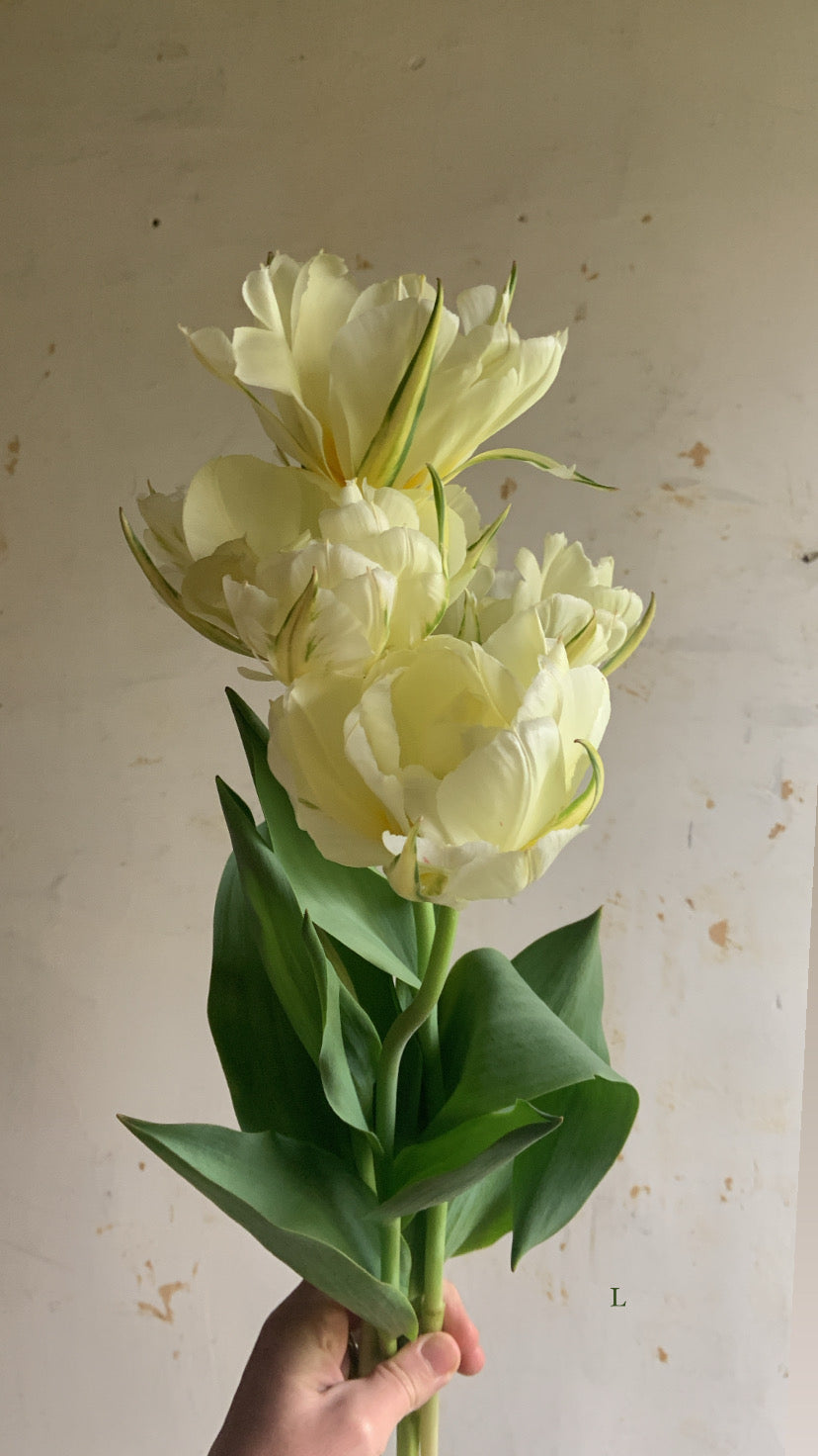 Tulip 'Exotic Emperor'