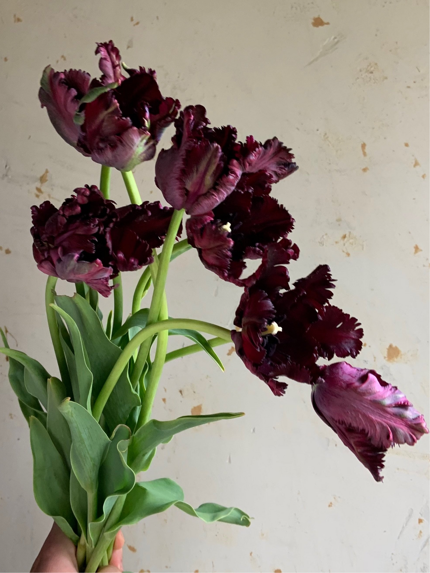 Tulip 'Black Parrot'