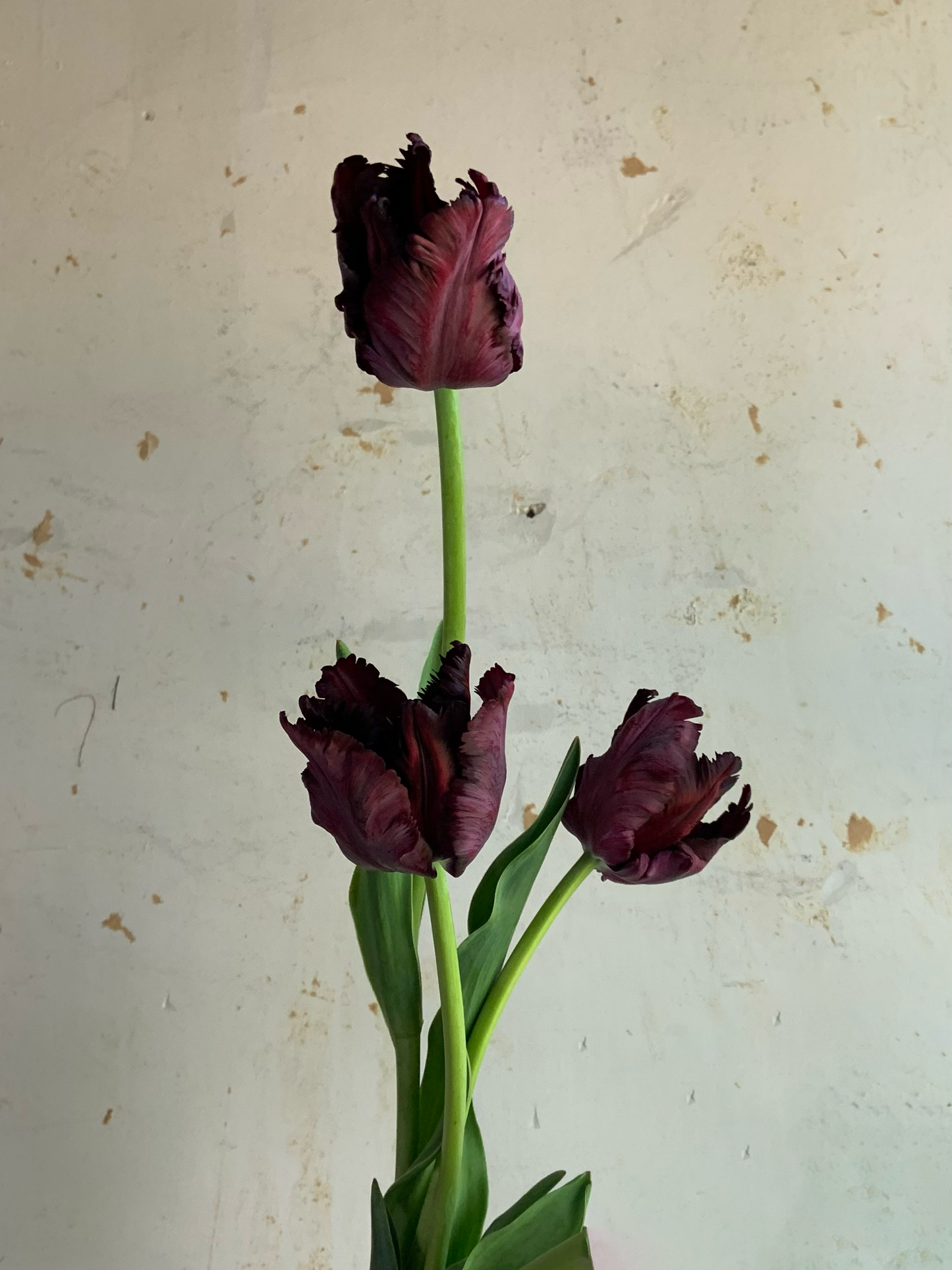 Tulip 'Black Parrot'