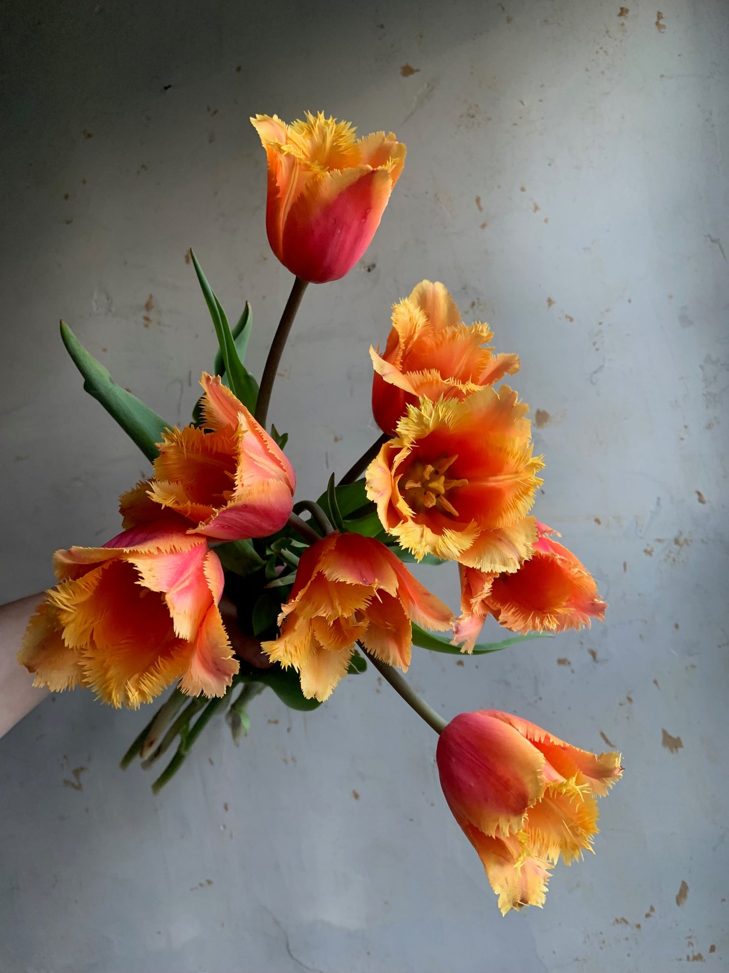 Tulip Collection ‘Alphabet Soup'