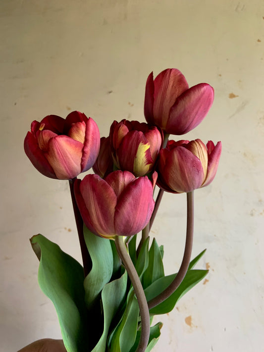 Tulip 'Ridgedale'