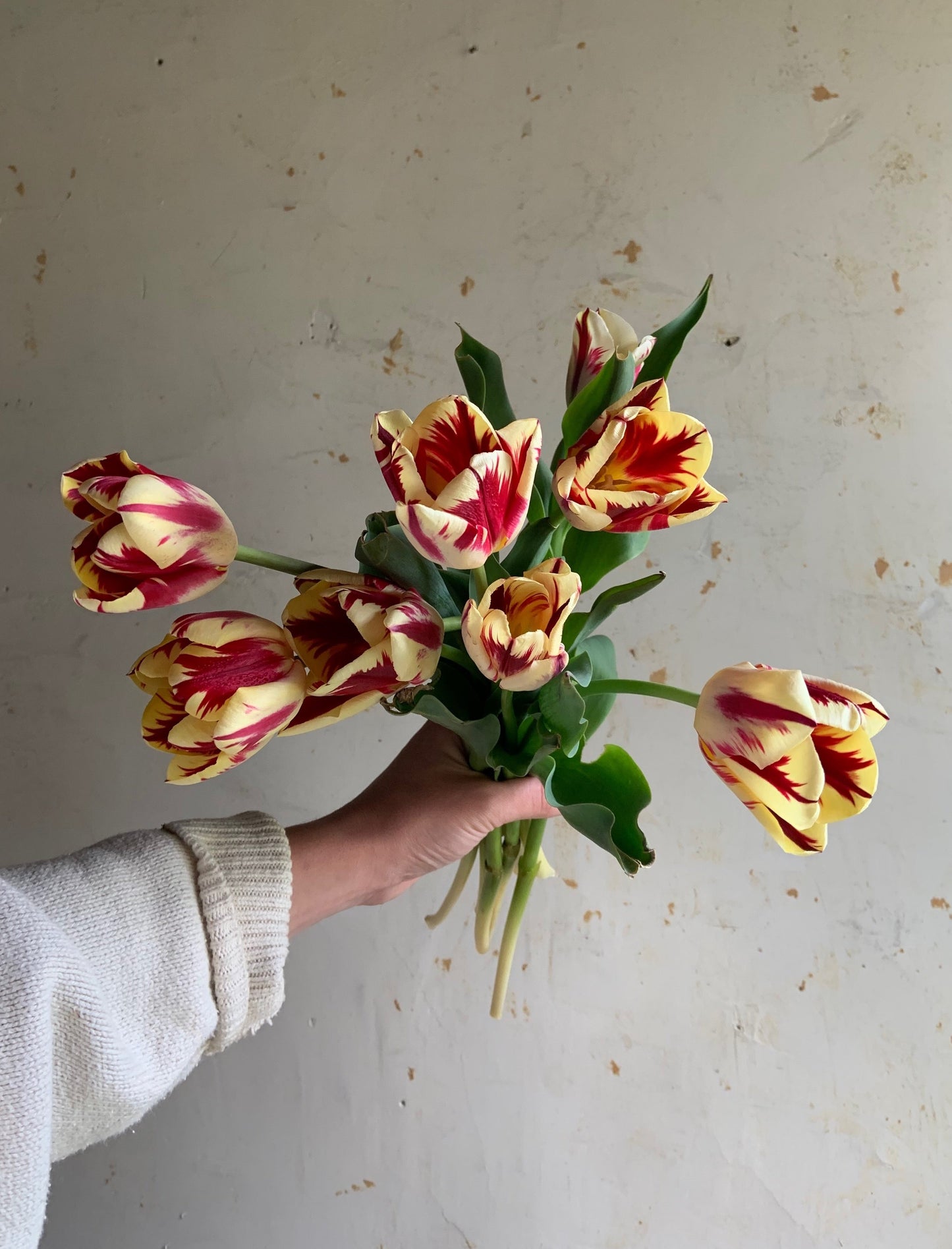 Tulip Collection ‘Alphabet Soup'