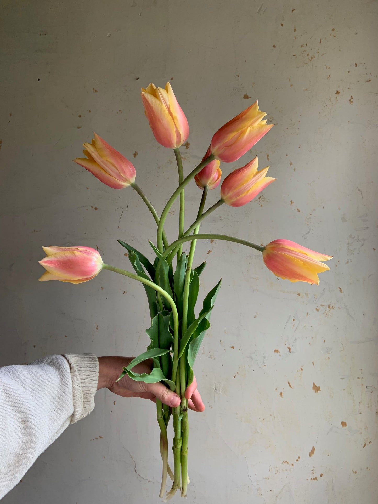 Tulip 'Blushing Lady'